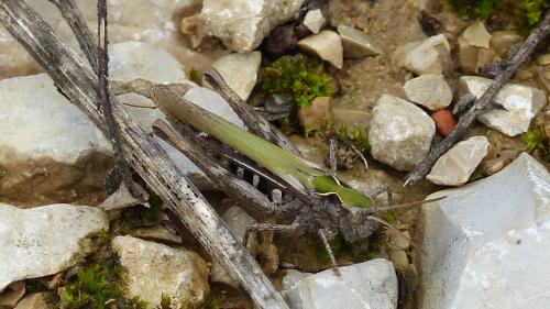 Chorthippus sp.